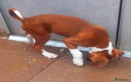 Boxer dogs for sale: Last KC Puppy looking for their forever home - Image 20