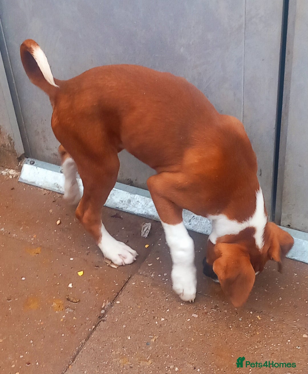 Boxer dogs for sale: Last KC Puppy looking for their forever home - Image 20