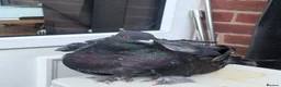 Pigeons birds for sale: Fantail  - Advert 2