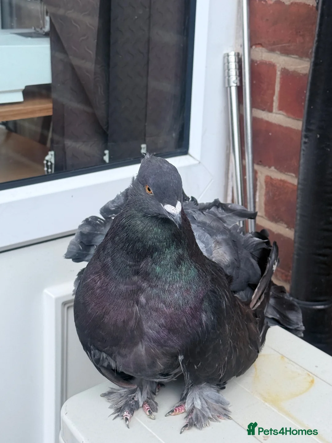 Pigeons birds for sale: Fantail  - Advert 2