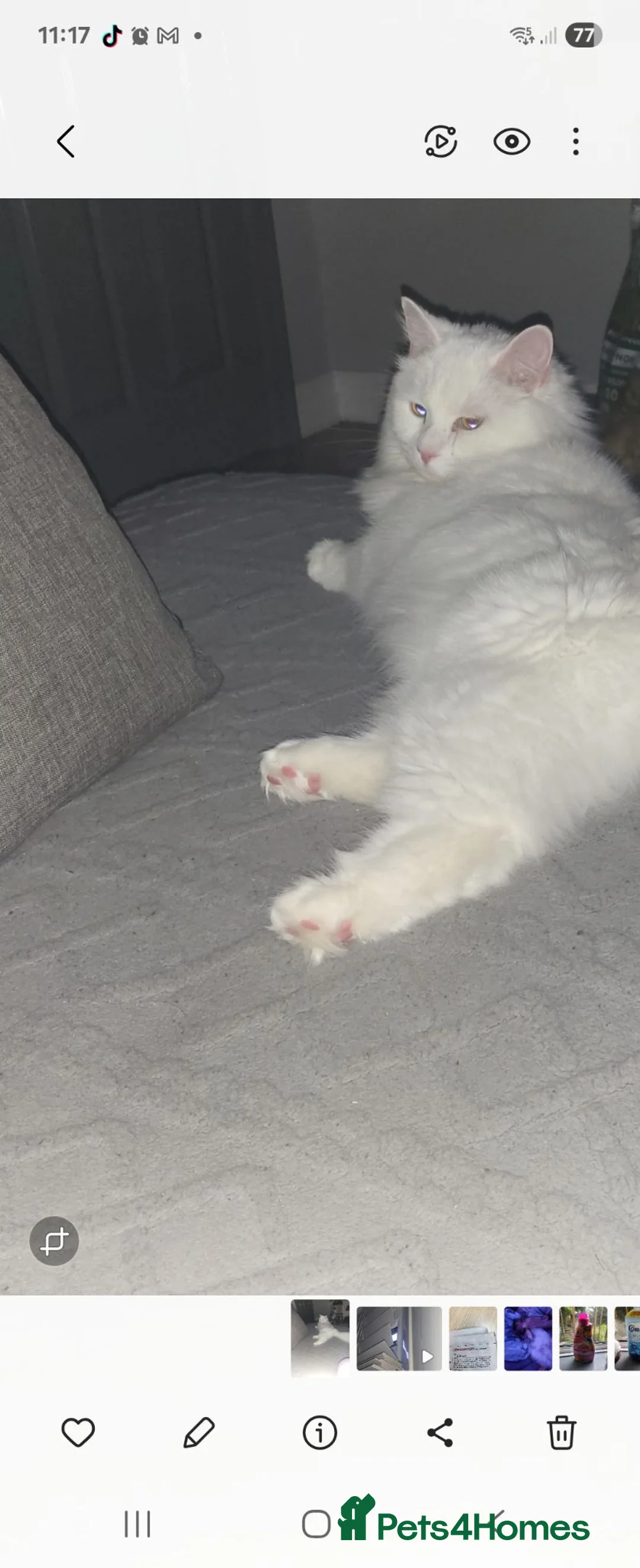 Domestic Shorthair cats for sale: Male cat  - Advert 4
