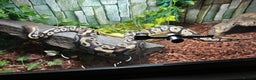 Python Snake reptiles for sale: Fantom Royal python  - Advert 1