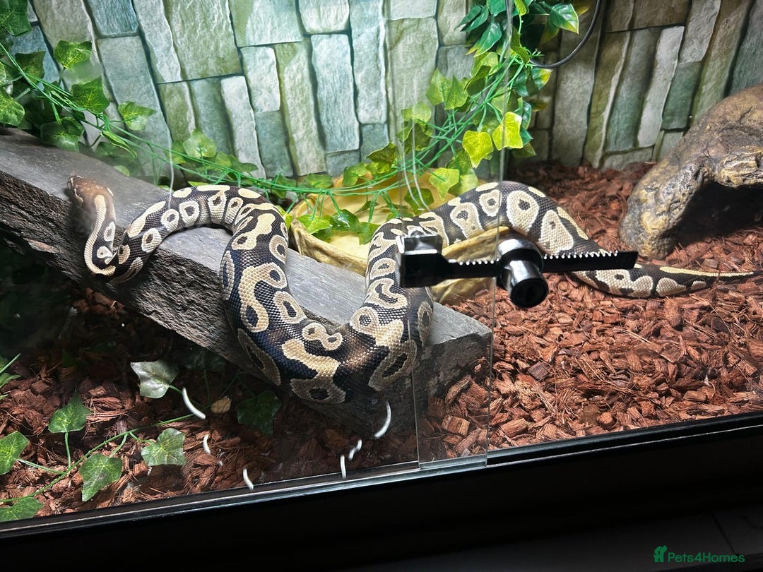 Python Snake reptiles for sale: Fantom Royal python  - Advert 1