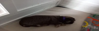 Shih Tzu - purple