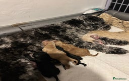 Mixed Breed dogs for sale: Cockapoo cross cavapoo - Image 15