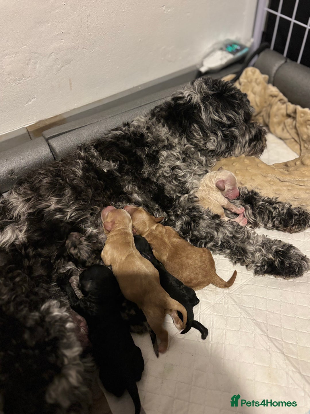 Mixed Breed dogs for sale: Cockapoo cross cavapoo - Image 15