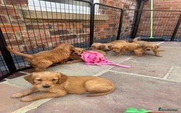 Golden Retriever dogs for sale: KC health tested Working line- FTAW dam  - Image 3