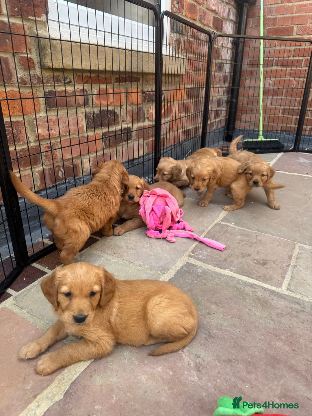 Golden Retriever dogs for sale: KC health tested Working line- FTAW dam  - Image 3