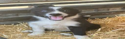 Border Collie dogs for sale: 7 beautiful border collie pups  in Newtown - Advert 17