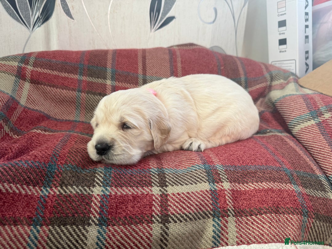 Golden Retriever dogs for sale: Kc health tested golden retrievers  - Advert 7