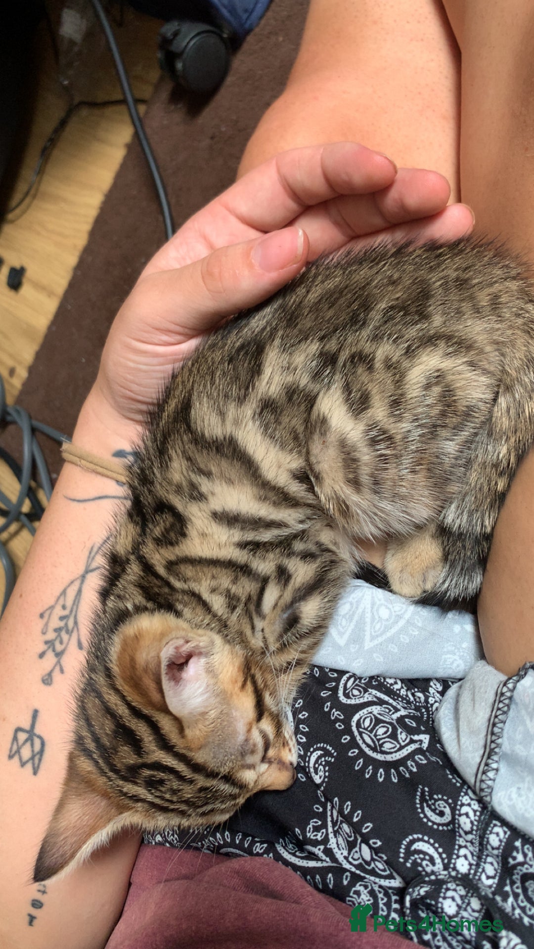Bengal cats for sale: Ready to leave 3 left, 3/4 Bengal Kittens Rosetted - Image 19