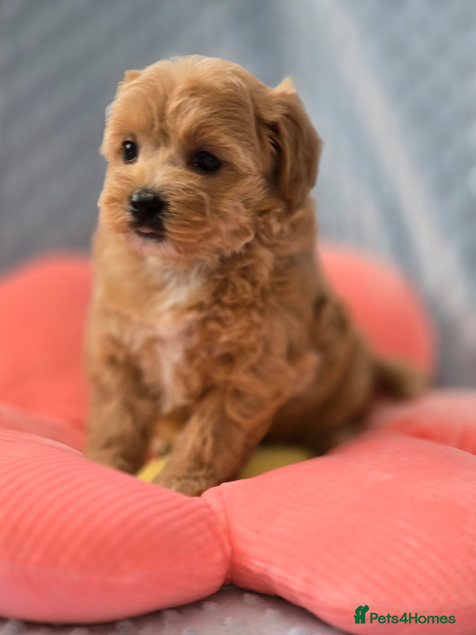 Maltipoo dogs  Beautiful  maltipoo  - Advert 1