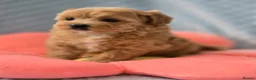 Maltipoo dogs for sale:  Beautiful  maltipoo  - Advert 15