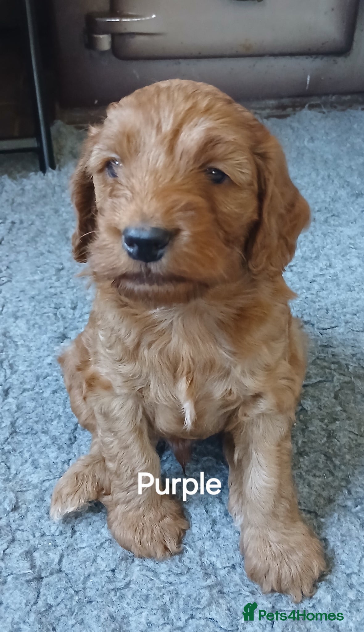 Cockapoo dogs F2 Cockapoos  - Advert 2