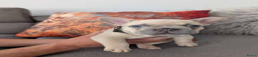 French Bulldog Puppy 1