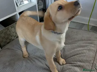Labrador Retriever dogs 2 Labrador puppies ready to go 1 girl and 1 boys - Advert 6