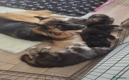 Shepsky dogs for sale: Shepskys - Image 6