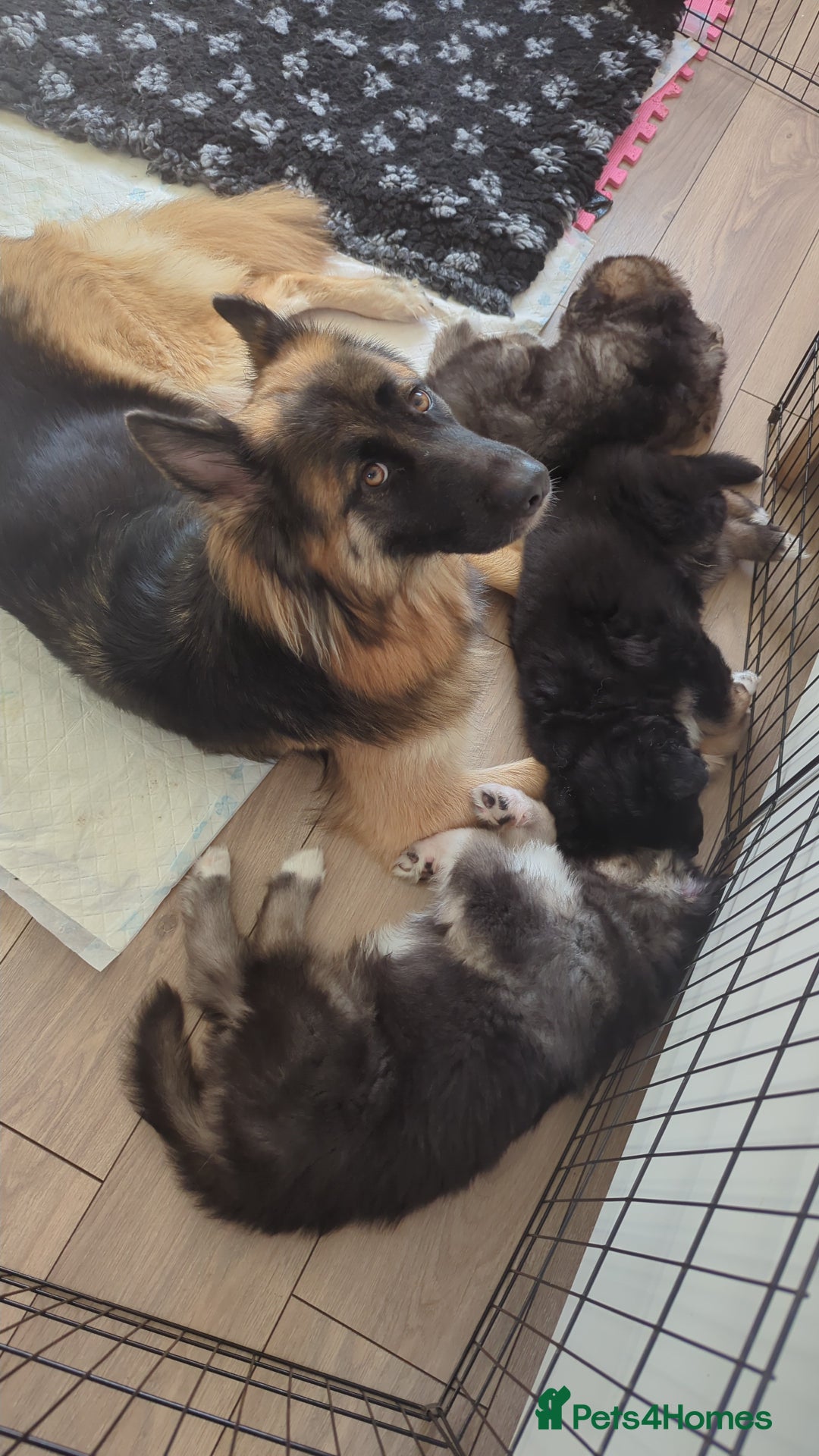 Shepsky dogs for sale: Shepskys - Image 6