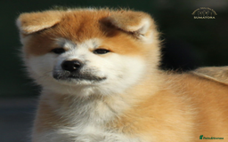 Japanese Akita Inu dogs for sale: ♥OUR PUPPIES ARRIVED♥ in Builth Wells - Image 38