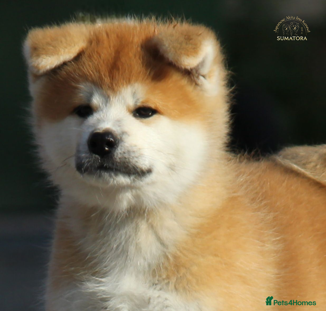 Japanese Akita Inu dogs for sale: ♥OUR PUPPIES ARRIVED♥ in Builth Wells - Image 38