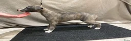 Whippet dogs for sale: WHIPPET PUPS KC REG - Advert 1