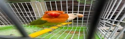 Lovebirds birds for sale: Pair lovebirds - Advert 11
