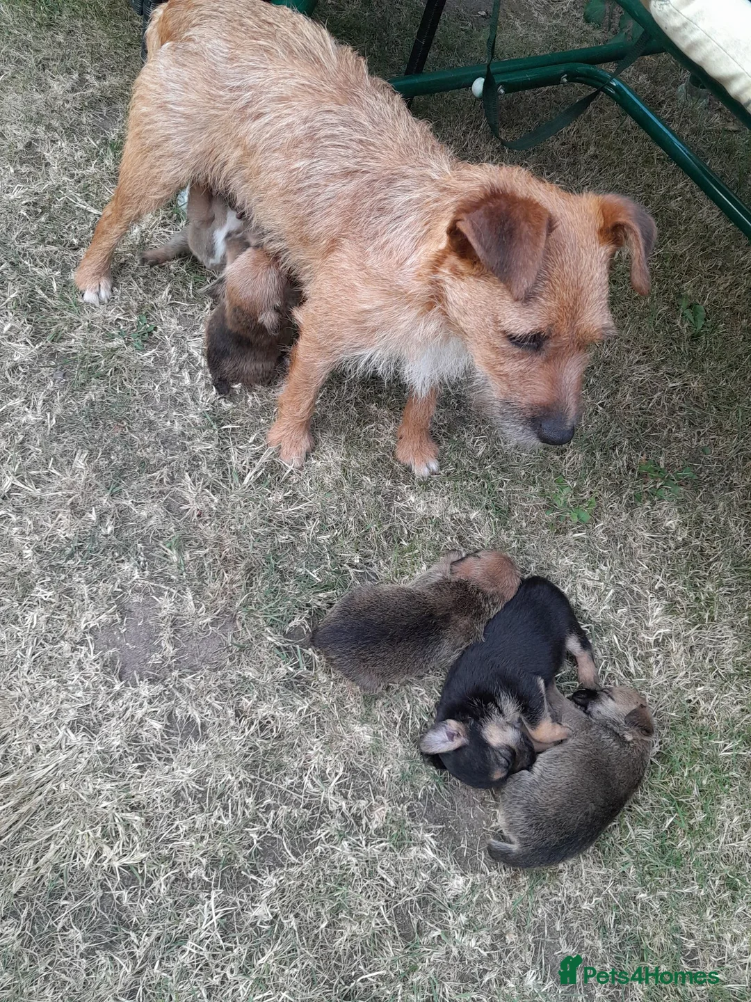 Mixed Breed dogs for sale: 6 lovely puppies 🐶 😍  - Advert 7