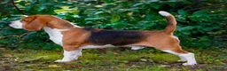 Beagle dogs for sale: Stunning KC registered litter by Campeach beagles. - Advert 16