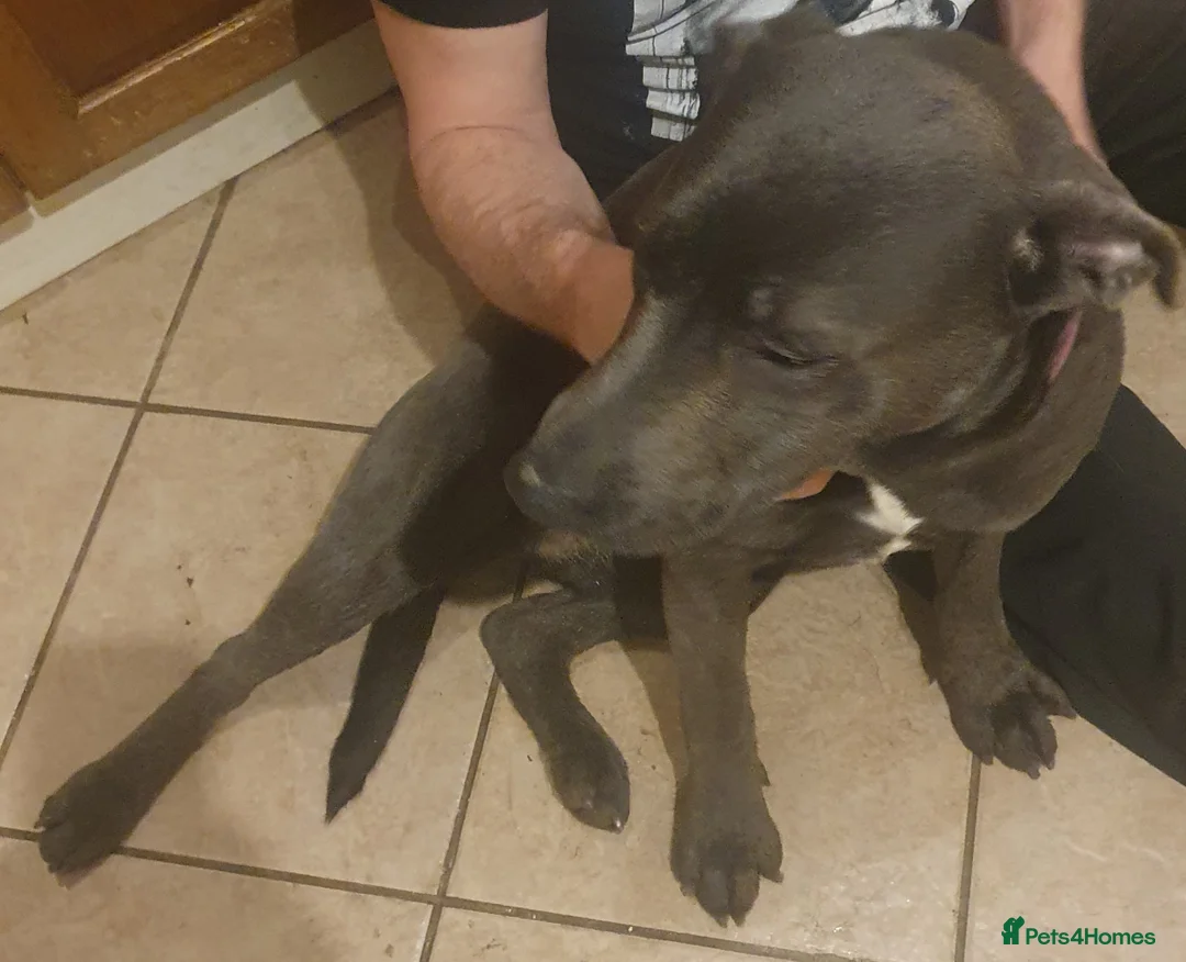 Mixed Breed dogs for sale: Queenie charcoal lab x  - Advert 4