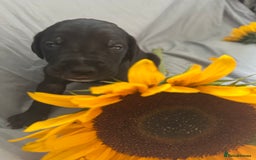 Great Dane dogs for sale: KC Registered Great Dane Puppies. - Image 15