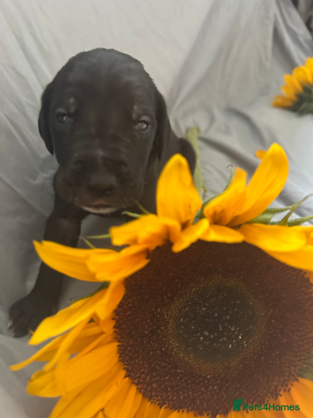 Great Dane dogs for sale: KC Registered Great Dane Puppies. - Image 15