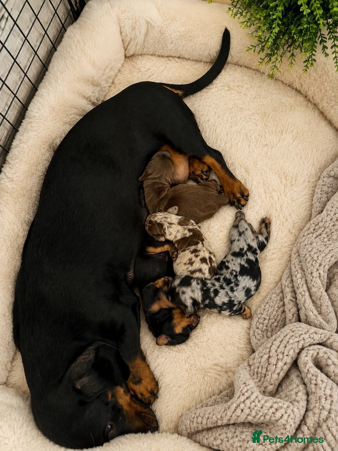 Miniature Dachshund dogs KC Registered Miniature Dachshund puppies  - Advert 1