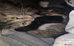 Mixed Breed cats for sale: Mixed Breed Kitten - Image 8