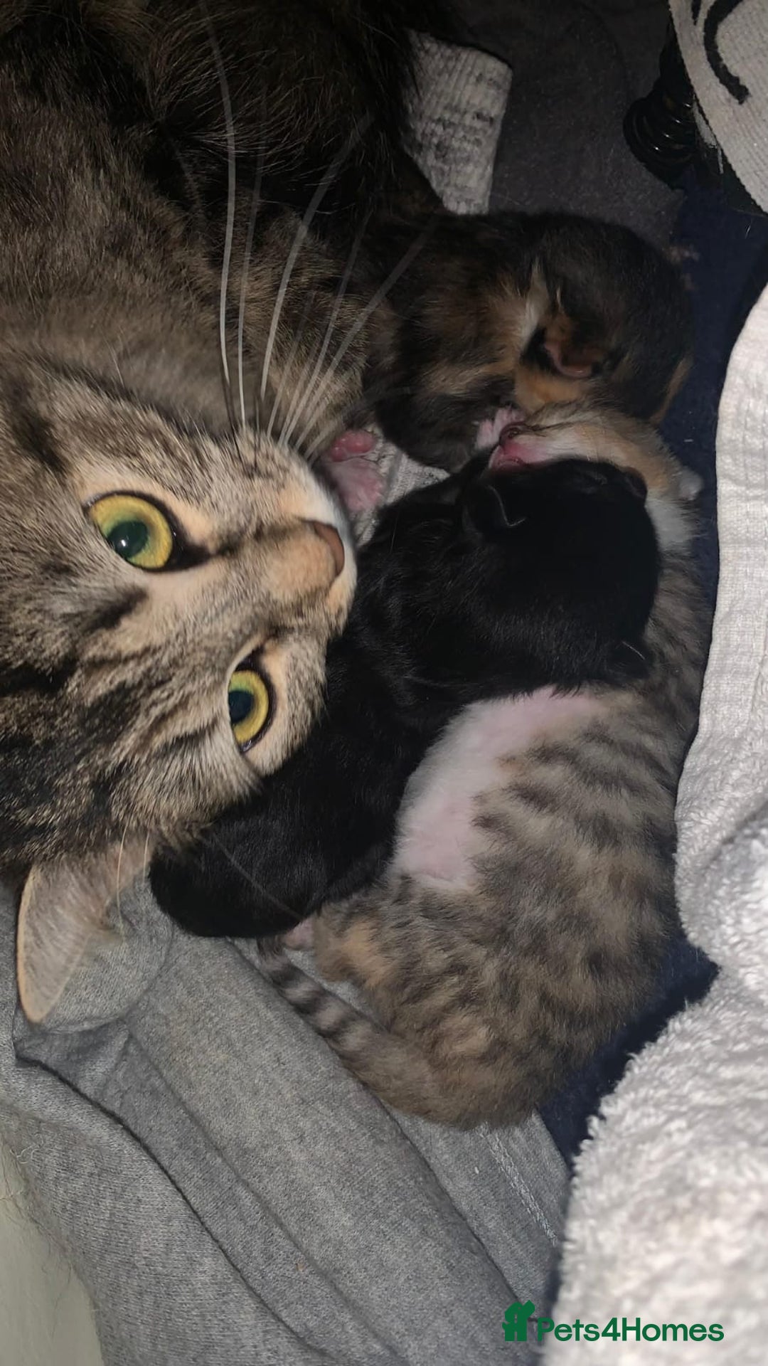 Mixed Breed cats for sale: Mixed Breed Kitten - Image 8