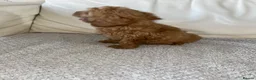 Cockapoo dogs for sale: Adorable cockapoo puppies for sale  - Advert 11