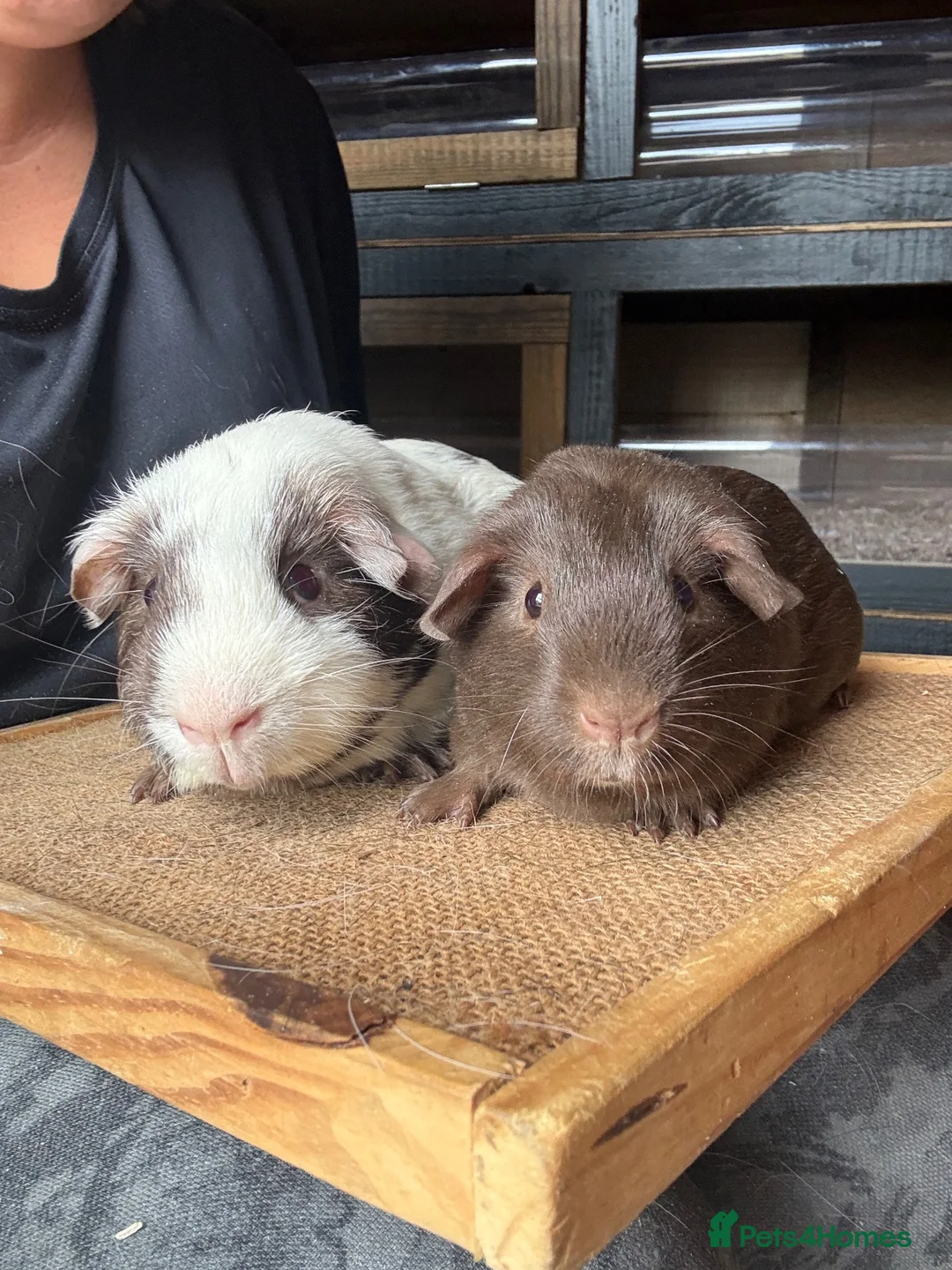 Guinea Pig rodents for sale: Various Guinea Pigs Boars and Sows - Advert 1