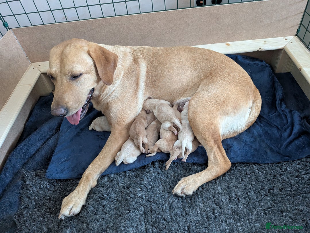 Goldador dogs for sale: Goldador puppies - all reserved  - Advert 23