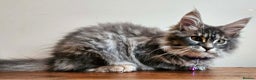 Maine Coon cats for sale: XXL Champion Line Maine Coons – Rare, Very Fluffy! - Advert 12