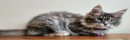 Maine Coon cats for sale: XXL Champion Line Maine Coons – Rare, Very Fluffy! - Advert 13