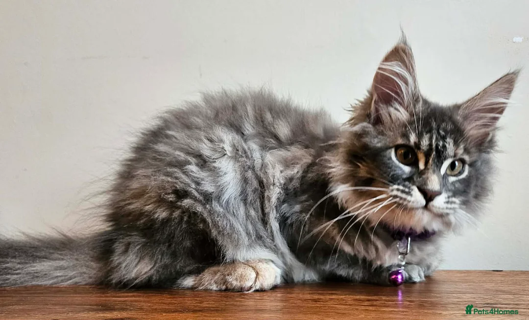 Maine Coon cats for sale: XXL Champion Line Maine Coons – Rare, Very Fluffy! - Advert 13