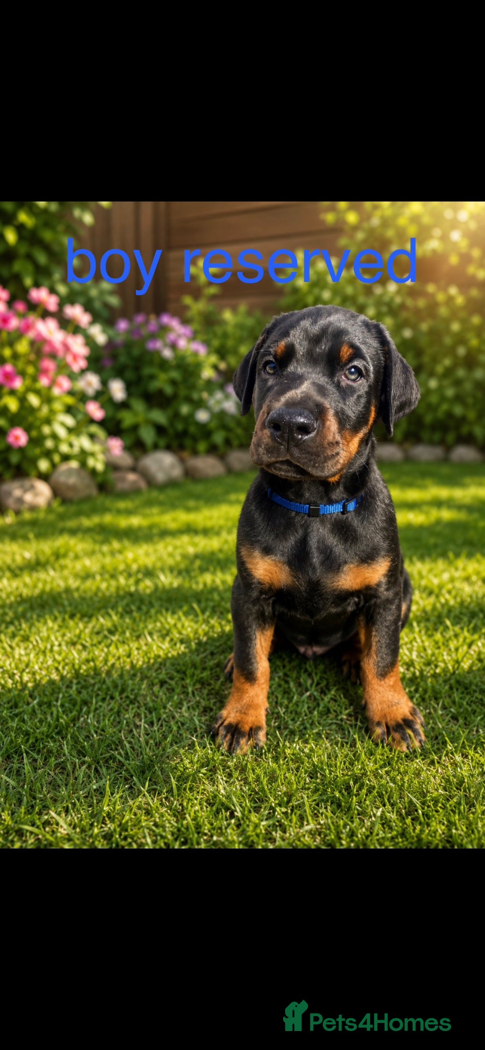 Dobermann dogs 3 Doberman puppies left - Advert 5