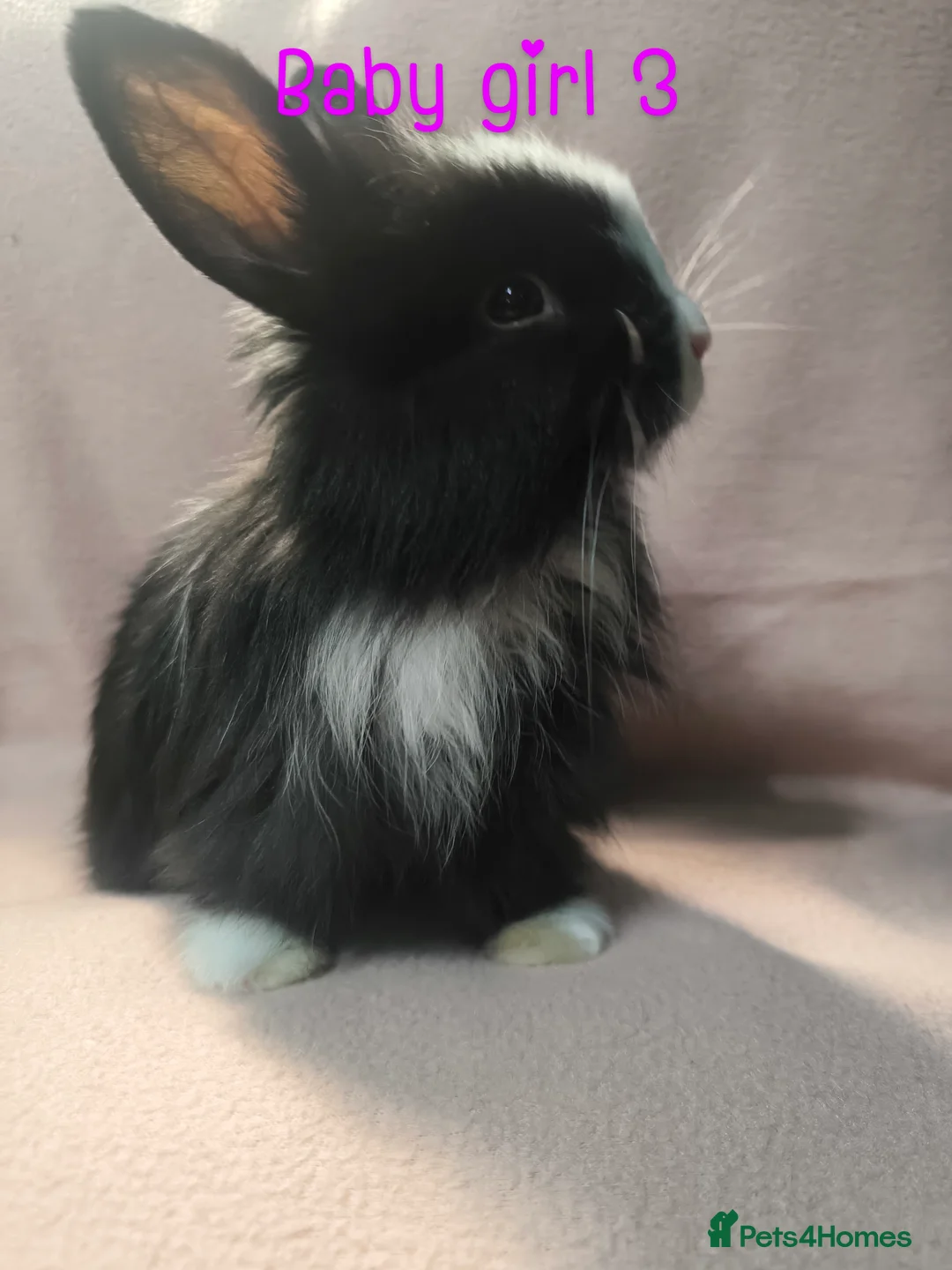 Mixed Breed rabbits for sale: Angora cross mini lionhead  - Advert 8