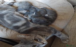 British Longhair cats for sale: 5 silver BSH kittens - Image 6
