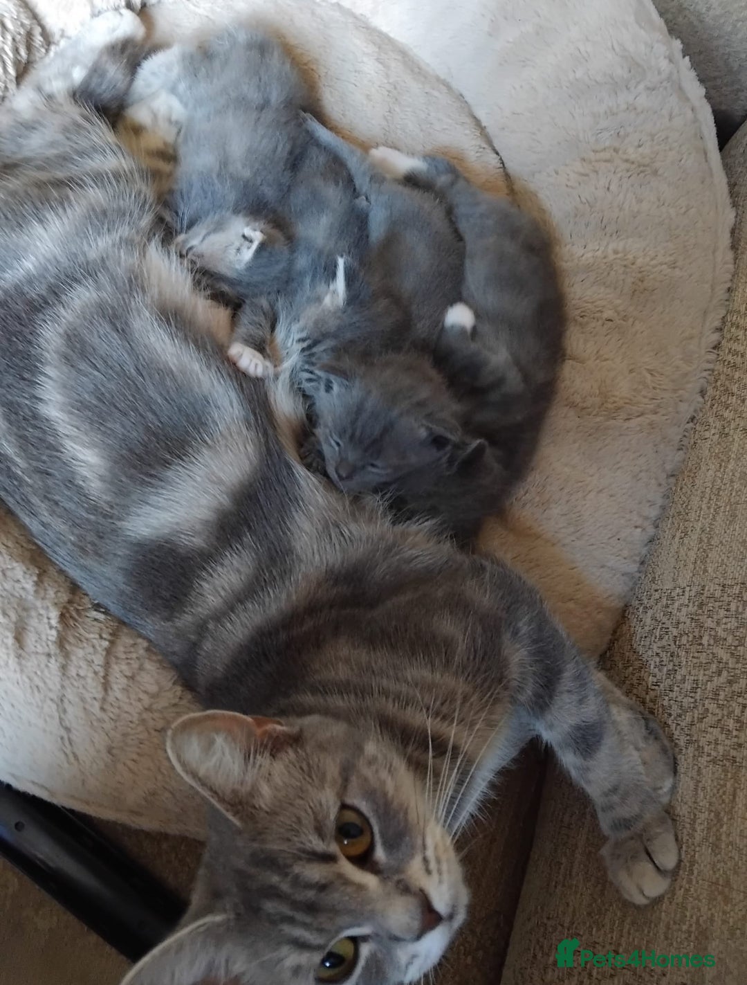 British Longhair cats for sale: 5 silver BSH kittens - Image 6