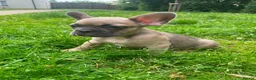 French Bulldog dogs for sale: French bulldog puppies ready now  - Advert 14