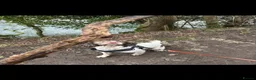 Sprocker dogs for sale: Beautiful sprocker  - Advert 2