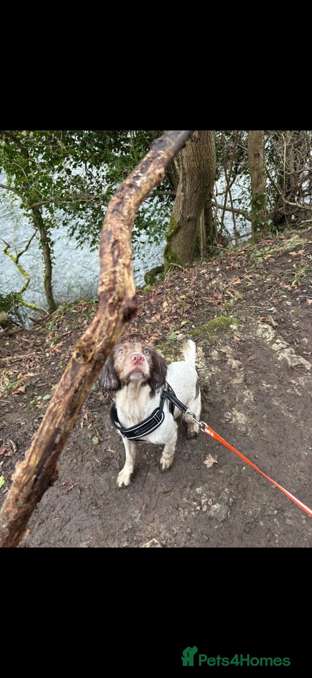 Sprocker dogs for sale: Beautiful sprocker  - Advert 2
