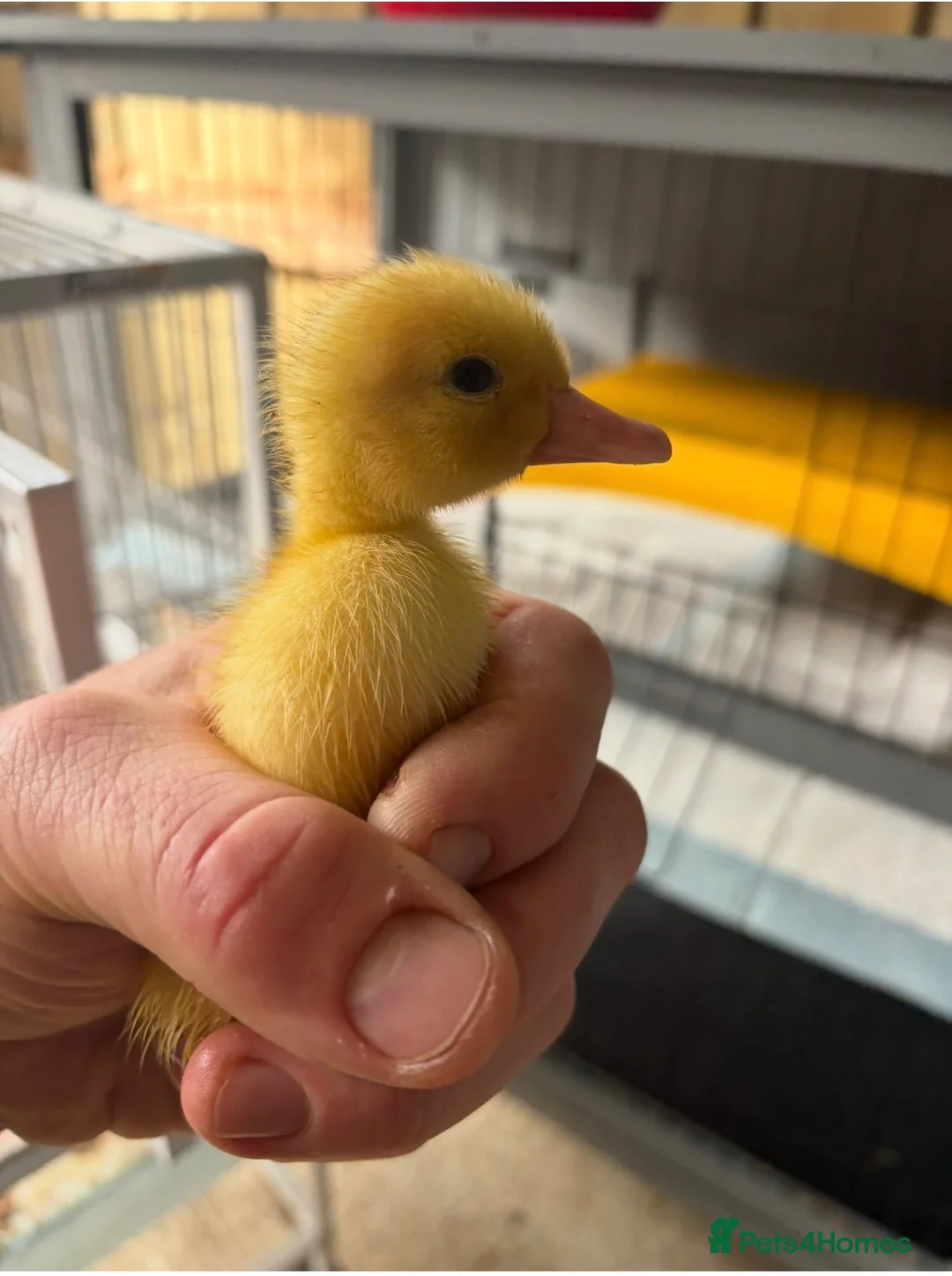 Ducks poultry for sale: Mixed Breed Ducklings  - Advert 2