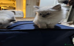 Ragdoll cats for sale: Pure Ragdoll Kittens – 8 Weeks Old–Ready in 2 Days - Advert 7