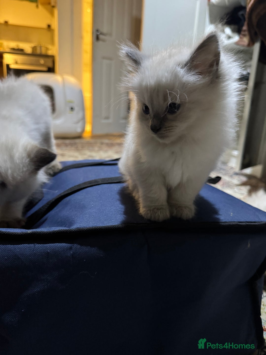 Ragdoll cats for sale: Pure Ragdoll Kittens – 8 Weeks Old–Ready in 2 Days - Advert 7